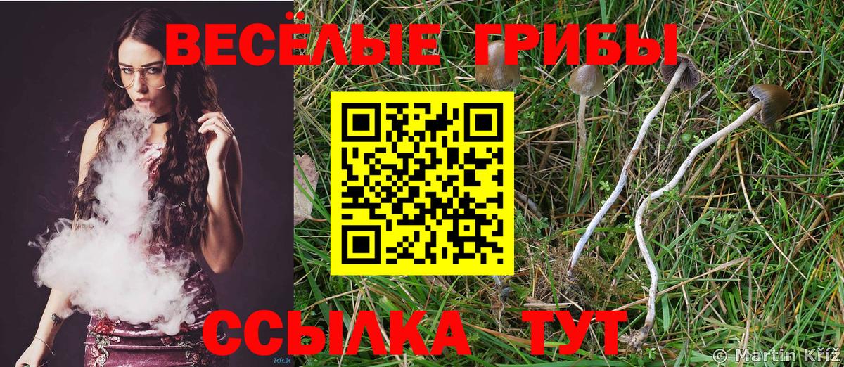 Псилоцибиновые грибы Psilocybine cubensis Ноябрьск